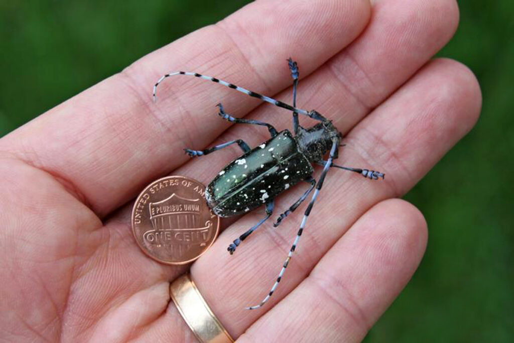 Asian longhorned beetle on a hand