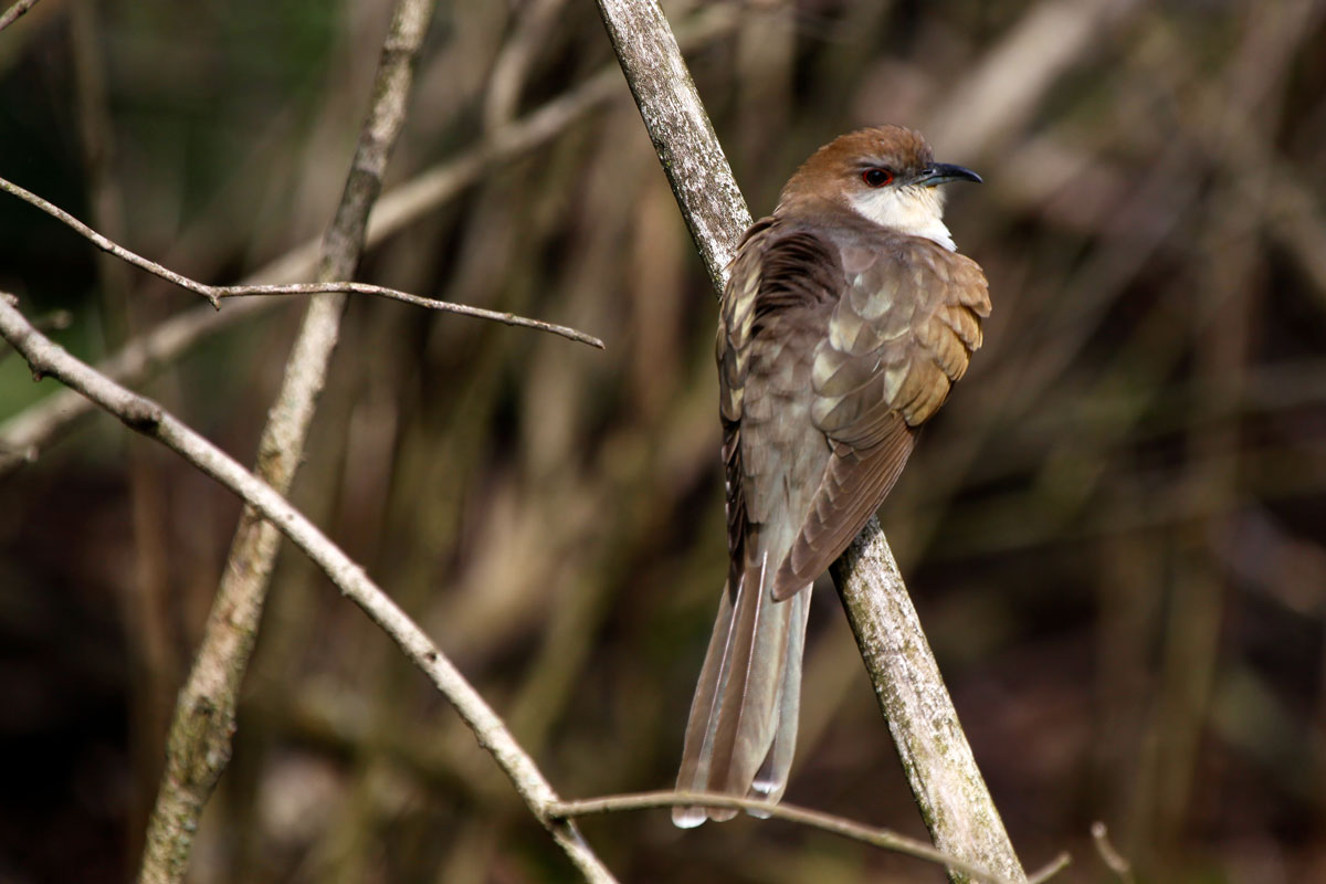 brown and white bird on a branch.