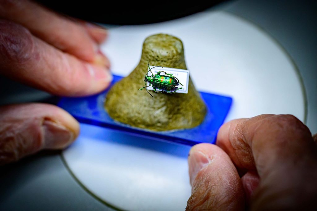 Fingers hold a slide with pinned green beetle.