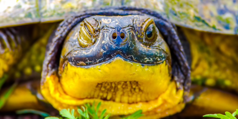 A Blanding's turtle head-on.